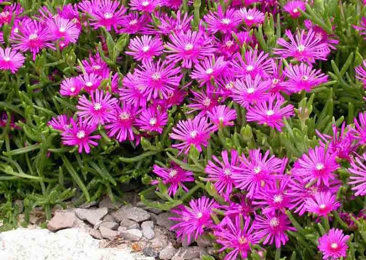 Delosperma cooperi, Ice Plant, Drought tolerant perennials, purple perennial flowers, succulent, Low maintenance perennial, perennial ground cover